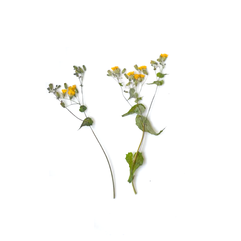 1Set Geperst Gedroogde Potenti - Dried Flower Bookmark recensie en prijs