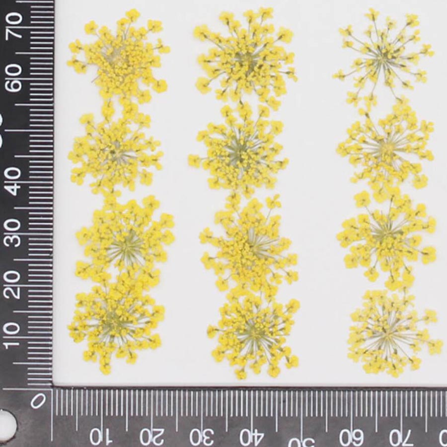 60 stuks geperst gedroogde 15- - Dried Flower Bookmark recensie en prijs