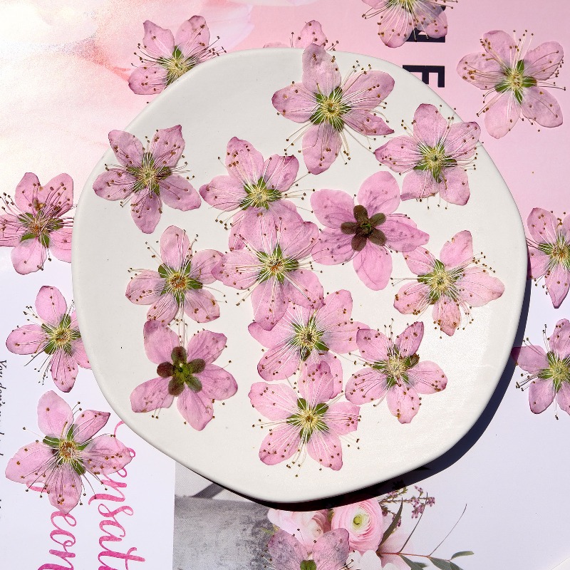 3-4cm./6 stuks, Roze Perzikblo - Dried Flower Bookmark recensie en prijs
